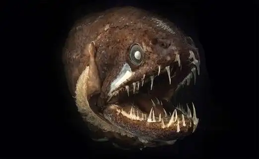 大洋深处的神秘"怪物"