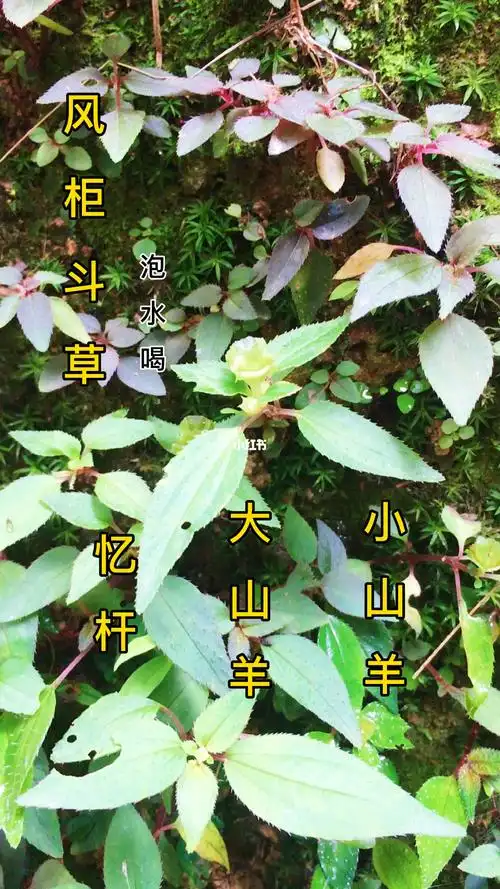 野生风柜斗草肝的好帮手