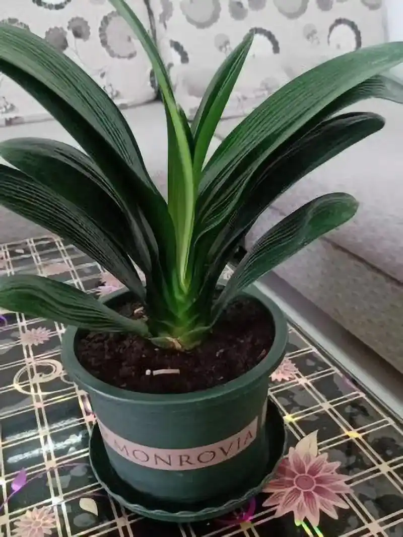 花中君子兰大将军室内阳台办公室好养活绿植盆栽#花卉绿植 #精 - 抖音