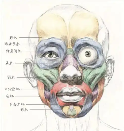 皮肤管理笔记面部肌肉原理知识干货