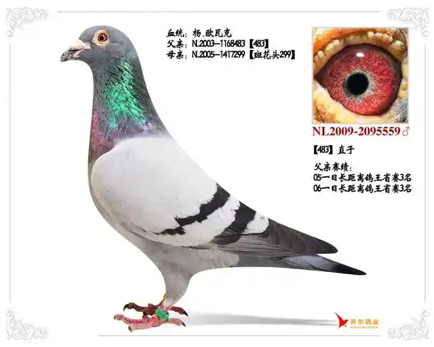 杨欧瓦克:【483】直子_唐山开尔鸽业_ ag188.