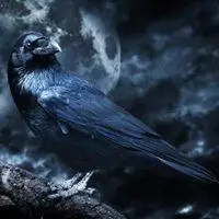 黑暗恐怖乌鸦微信头像_微信头像图片大全