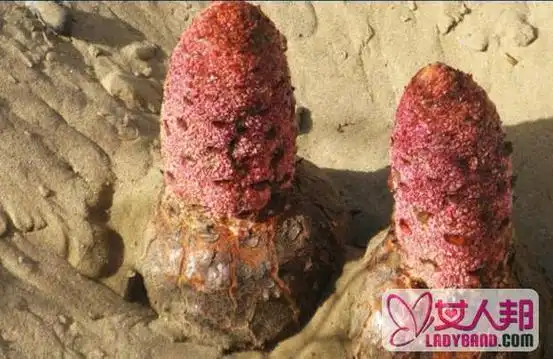 锁阳怎么吃效果好 锁阳怎么吃食用方法 / 比乐族