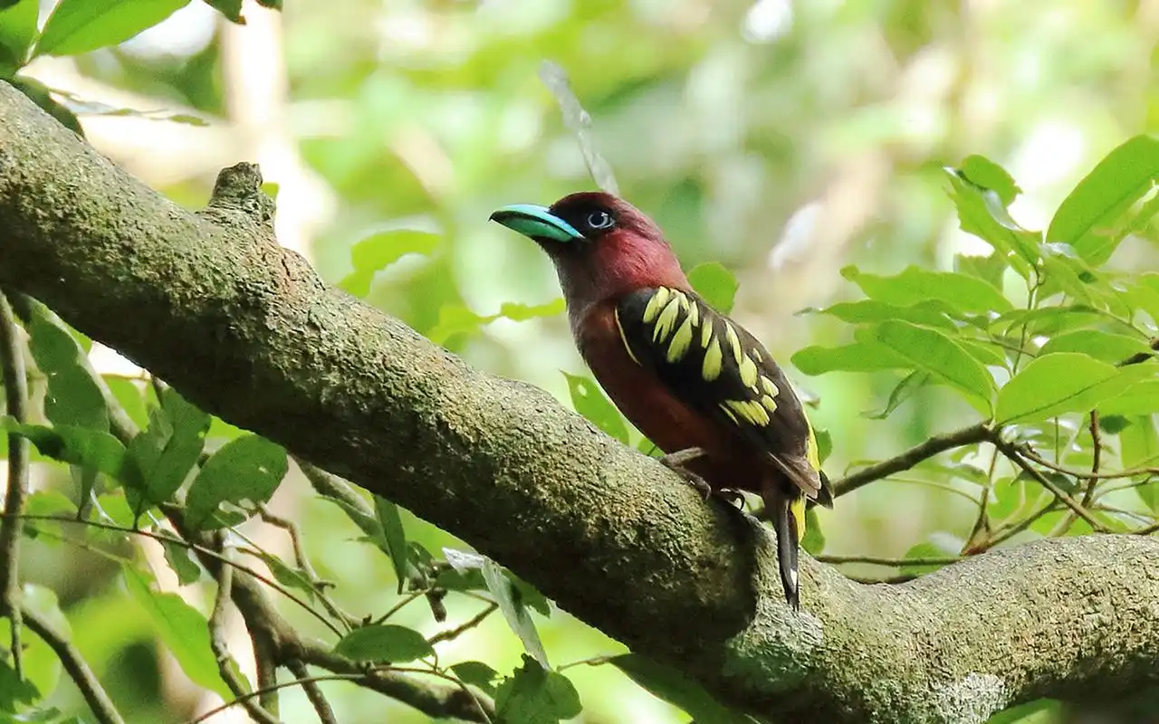 斑阔嘴鸟图片高清鸟类桌面壁纸