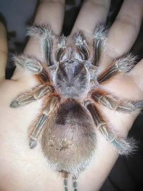 红玫瑰蜘蛛的高清大图,你们有吗?发来