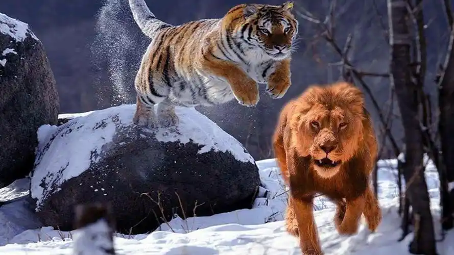 狮虎斗,狮子和老虎的王者之战,狮子战死沙场