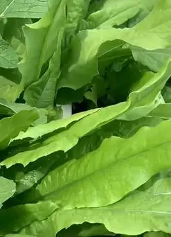 莴笋和油麦菜长得很像你能分得清吗