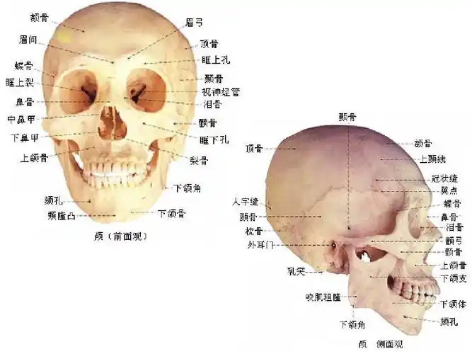 人体骨骼和肌肉图ppt