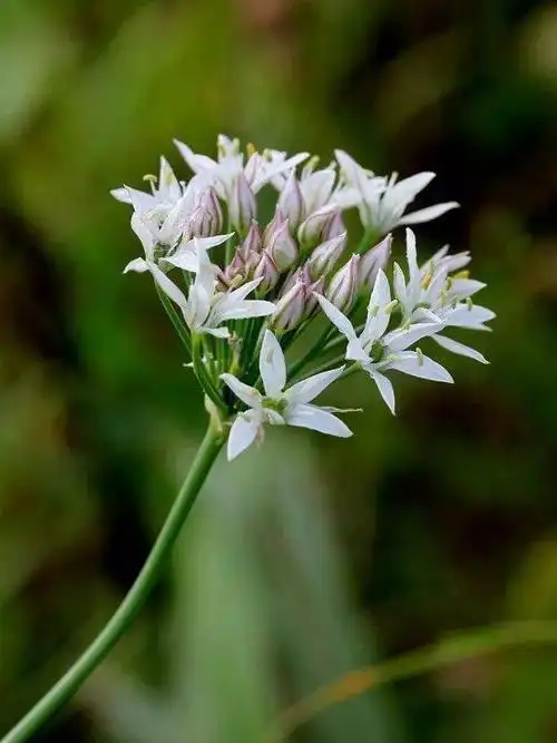 北京的这些百合科植物你是否邂逅