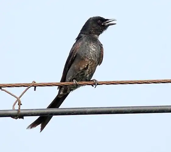 捕捉了一只黑色的鸟请问下学名叫什麽和怎么饲养