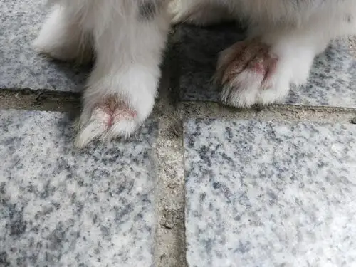 我家兔子脚上掉毛,掉毛处皮肤有点红肿变白,是感染了吗?怎样治疗呢?