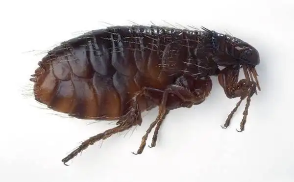 跳蚤是什么样子(狗狗身上有跳蚤是什么样子)-帝国百科