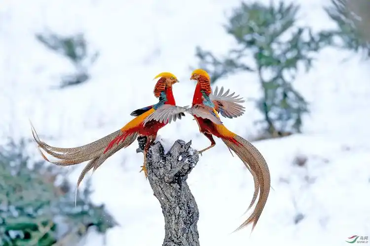 综合吉祥祝福红腹锦鸡