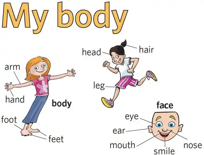 英语知识积累-d01-body animal