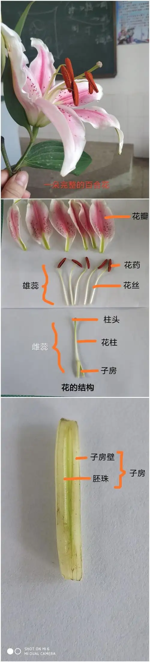 9月27日下午,观察了花的结构,并解剖了百合花雌蕊的子房,清楚的看到了