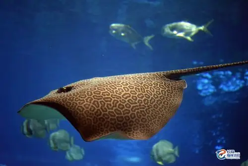 (豹纹鳐     摄于海洋王国鲸鲨馆)