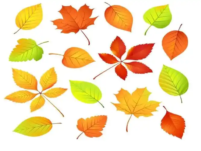 各式各样的叶子doc