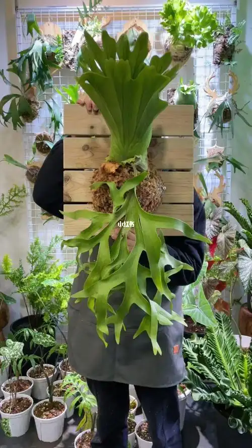 以国王之象征命名的皇冠鹿角蕨