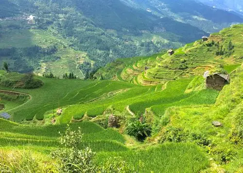 加榜苗寨梯田