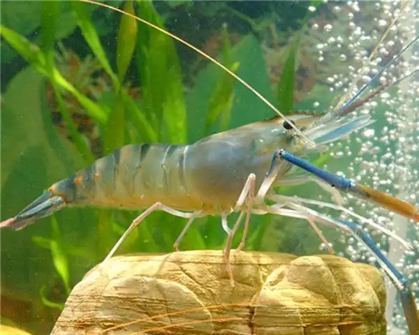 【元鑫】高邮罗氏沼虾