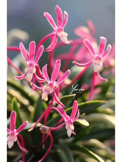 风兰富贵兰红雷山