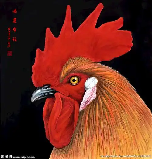 鸿运当头铁公鸡