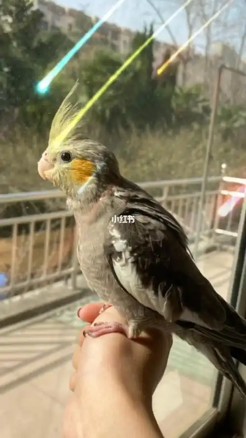 玄凤原始灰我的小王子