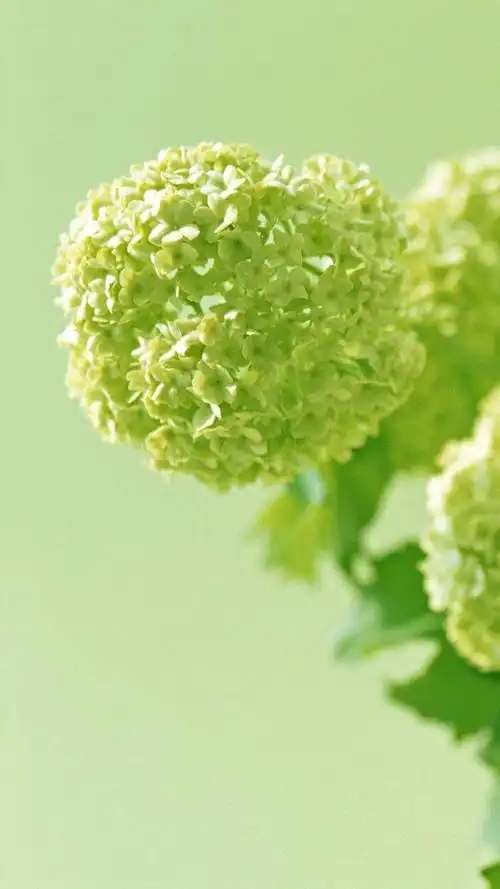 治愈系绿色护眼植物唯美小清新手机壁纸