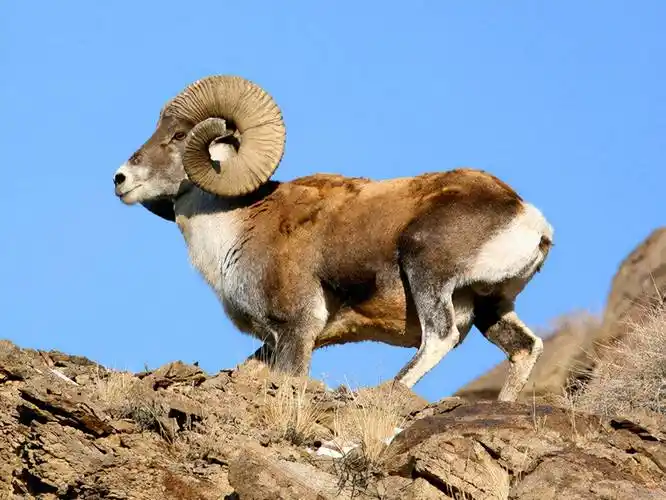 原创新疆3种野生羊攀岩高手本领高超