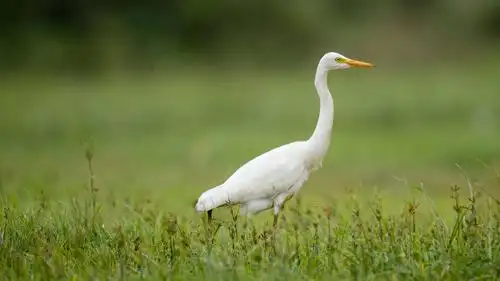 鸟语湘潭:水鸟观察之鹭类篇