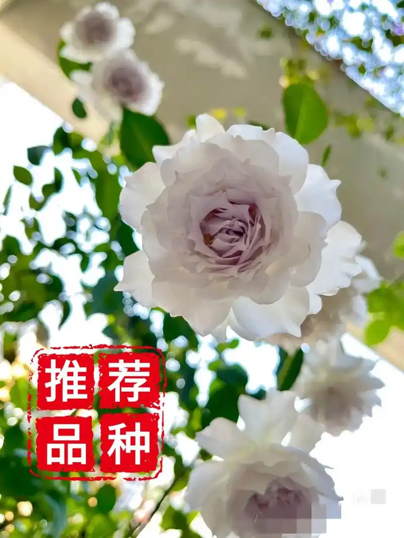 官方资料:#加百列大天使月季 是由日本著名的玫 - 抖音