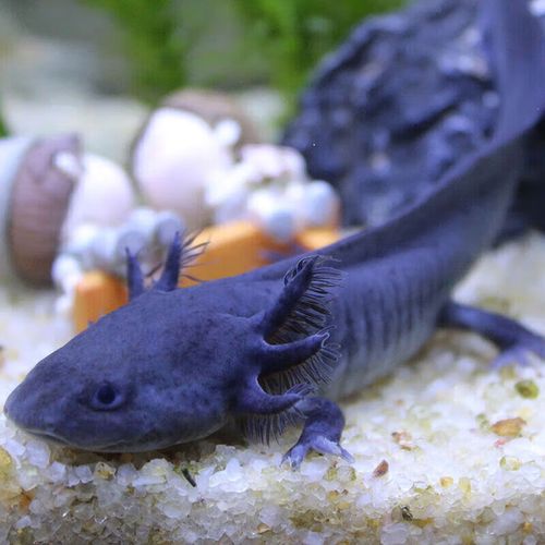 墨一六角恐龙鱼观赏鱼蝾螈活物三角龙鱼四脚宠物鱼四角鱼 黑龙8-12cm1