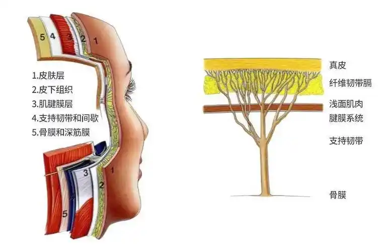 内的结构分别为:皮肤,皮下组织,肌腱腱膜层以及韧带和韧带间歇,骨膜