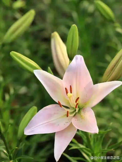 但是一样很好养,还有香水百合,香味浓郁很好闻,不仅颜色丰富,花朵大
