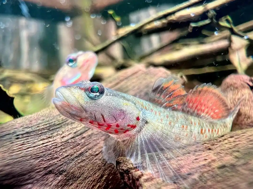 溪吻虾虎.再次被小溪吻震撼到,体型虽小,发色却一流.#原生鱼 - 抖音