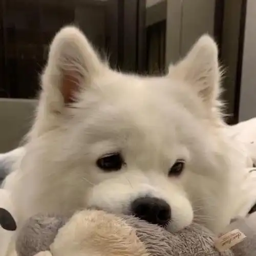 好喜欢这个狗狗头像想找找这个博主找到了77