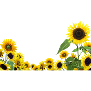 向日葵背景装饰免抠元素图片_元素素材3612890_万素网