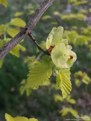 榆树开花