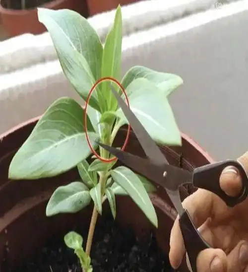 收藏| 花友分享长春花打顶摘心图解,太实用啦!