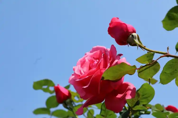 春天美好,鲜花盛开.