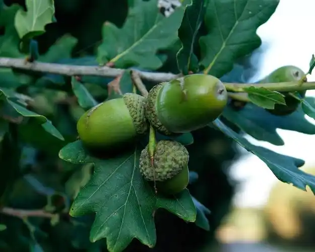 橡子橡树枝 壁纸 - 1280x1024