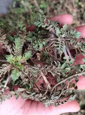 现挖新鲜野生荠荠菜地菜非速野菜