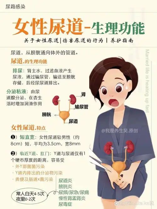 女性尿道生理6015尿道炎尿频尿急666尿路养
