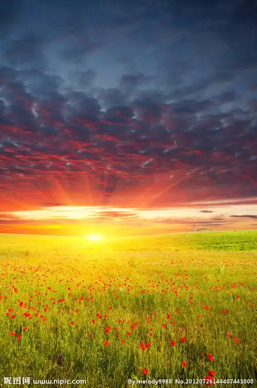 夕阳下的唯美草原 野花设计图__自然风光_自然景观_设计图库_昵图网