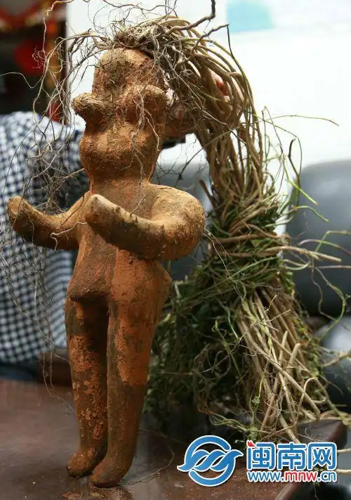 泉州市民3000元买下人形何首乌专家可能是淮山做的