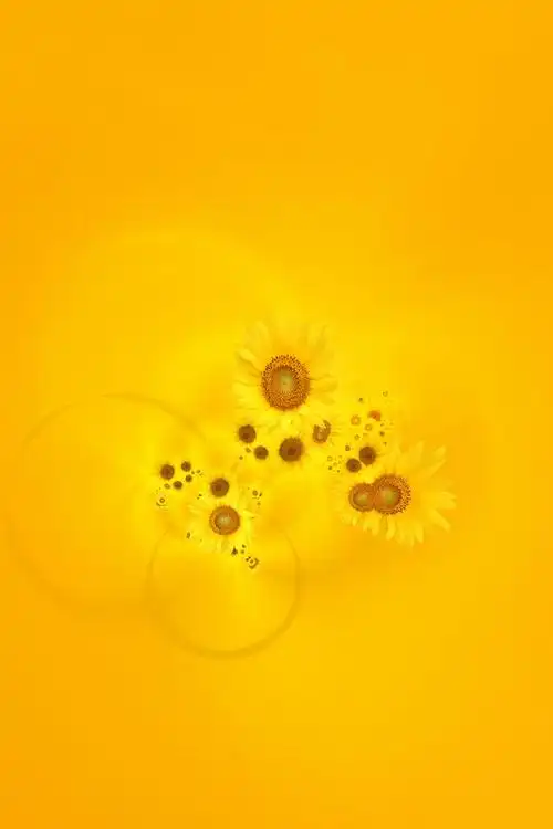 向日葵花朵背景图片素材,橙黄色暖色调背景素材