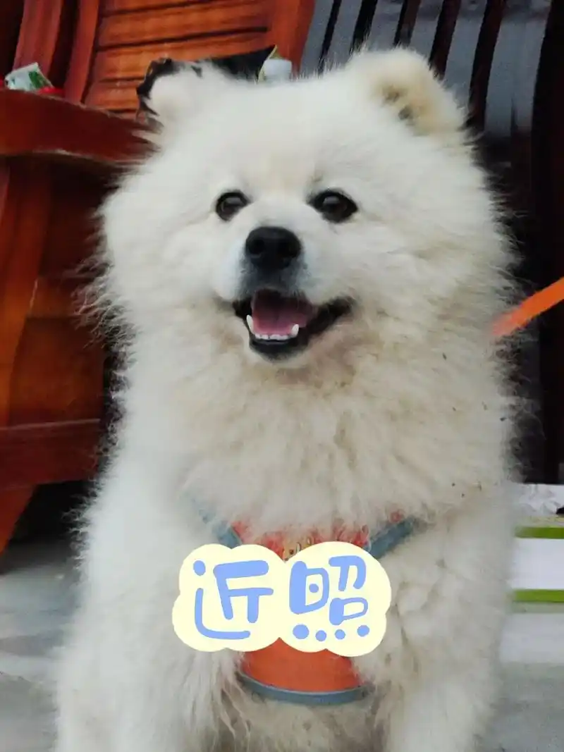 寻狗启示.家有爱犬名叫圆宝,是一只20斤左右的白色成年银狐犬 - 抖音