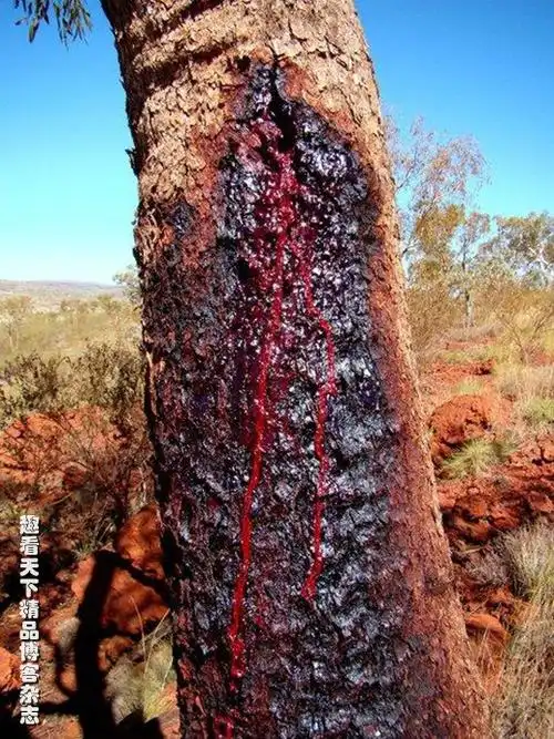 罕见出血树鲜血直流(图)