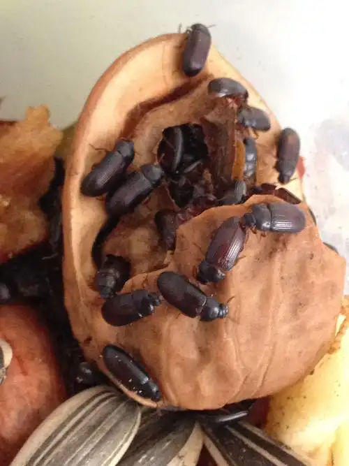 一种虫子,请问有谁知道这具体是什么?