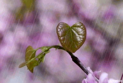【原创】青柳 - 紫风铃 - 晓月归鸿